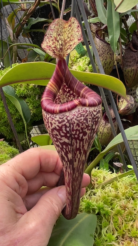 Nepenthes vogelii Potted
