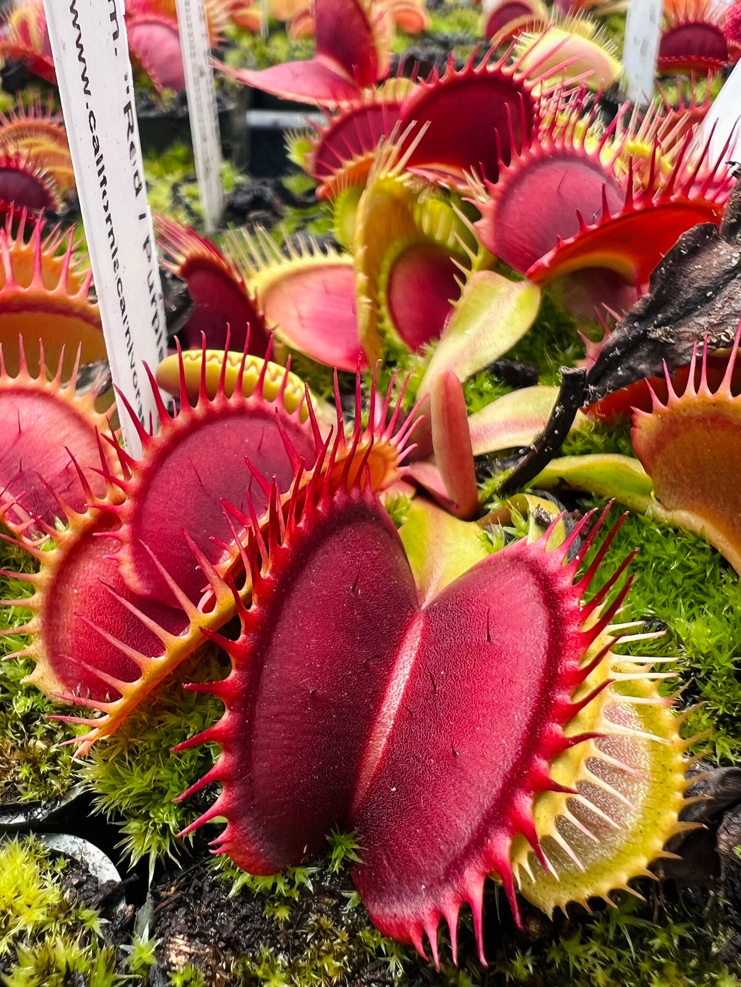 Dionaea m. “Red/Purple” JH Potted