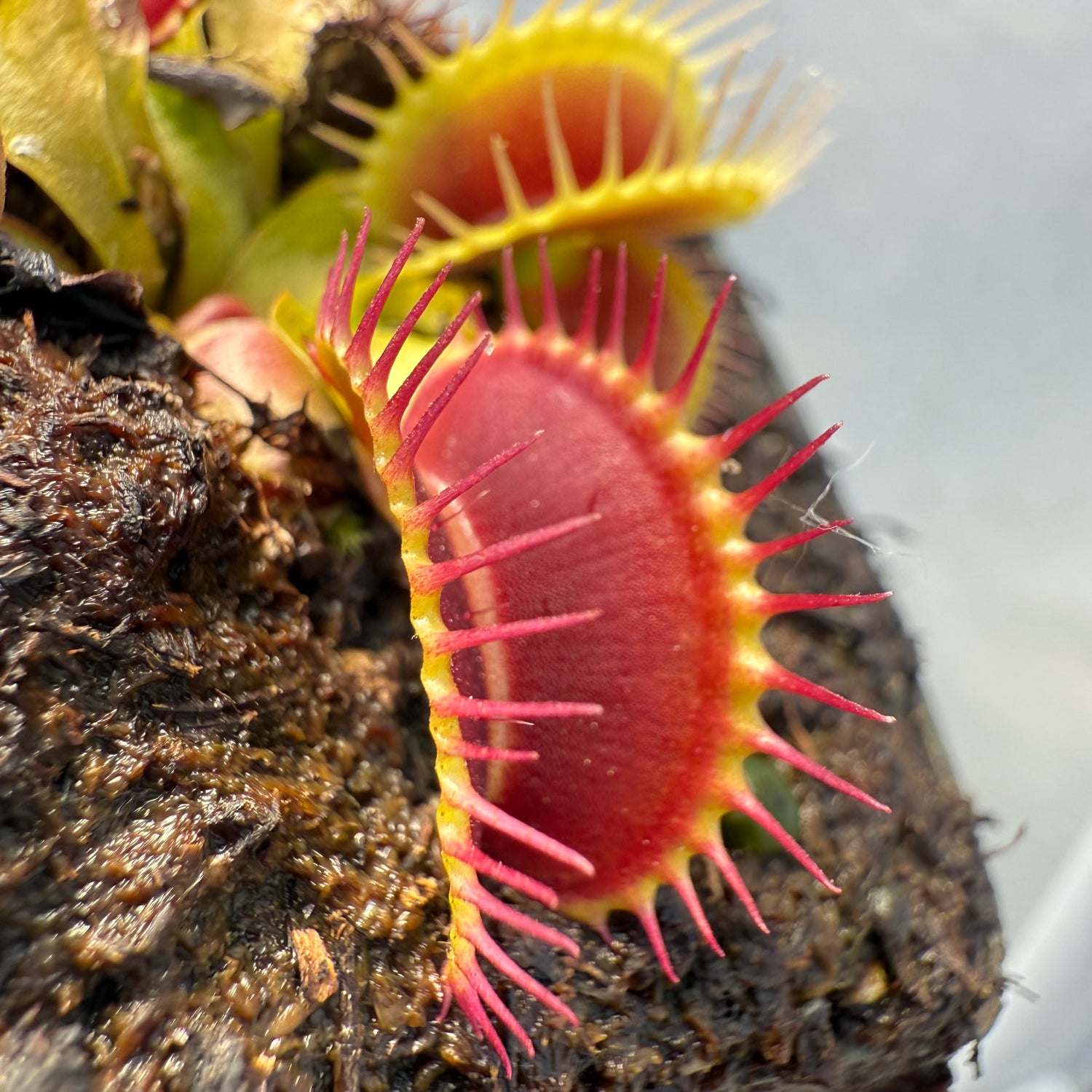 Dionaea m. 'Banded' JH Potted