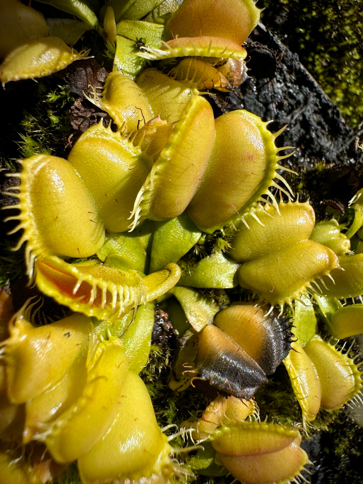 Dionaea m. 'Angelwings' Potted