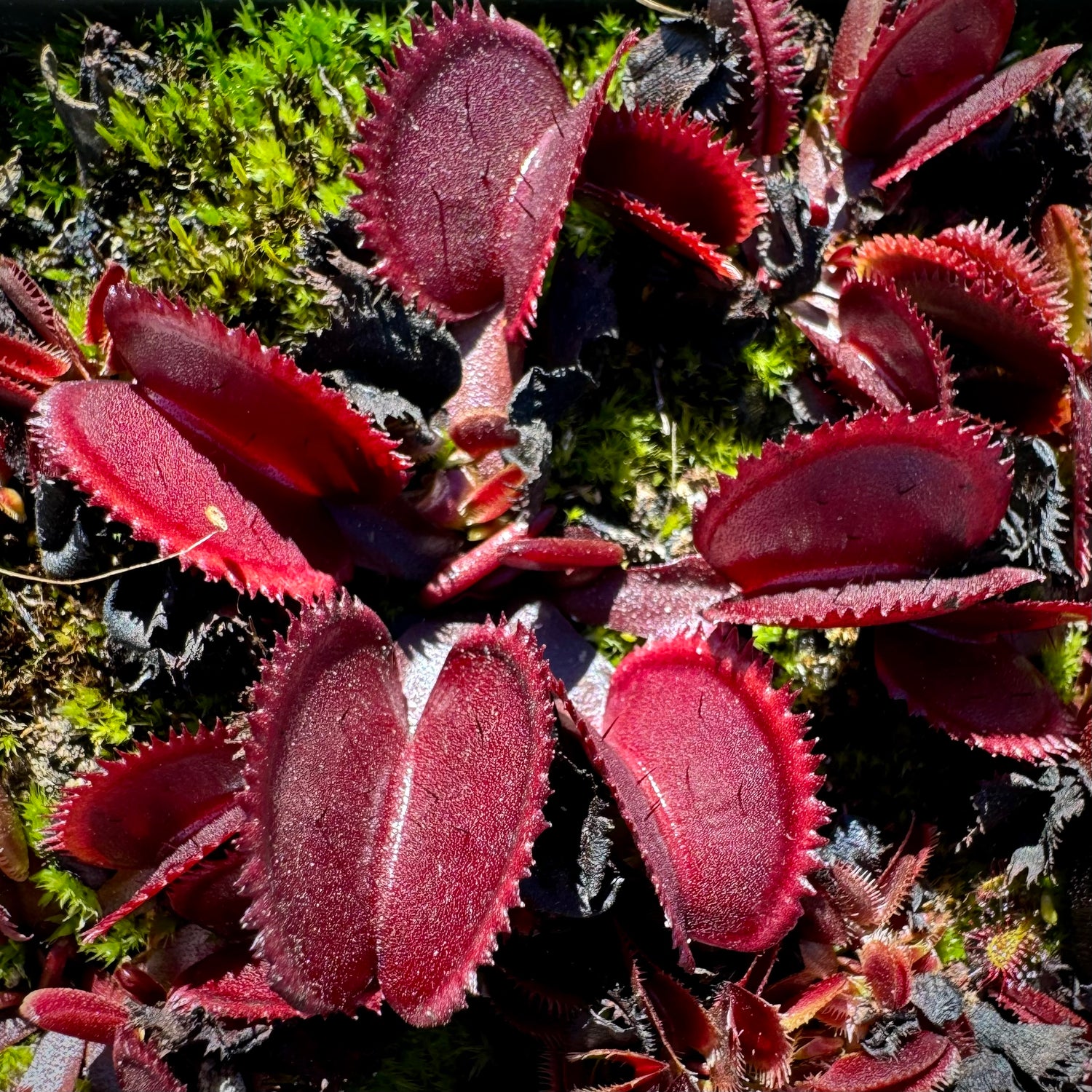 Dionaea m. 'Bohemian Garnet' JH Potted