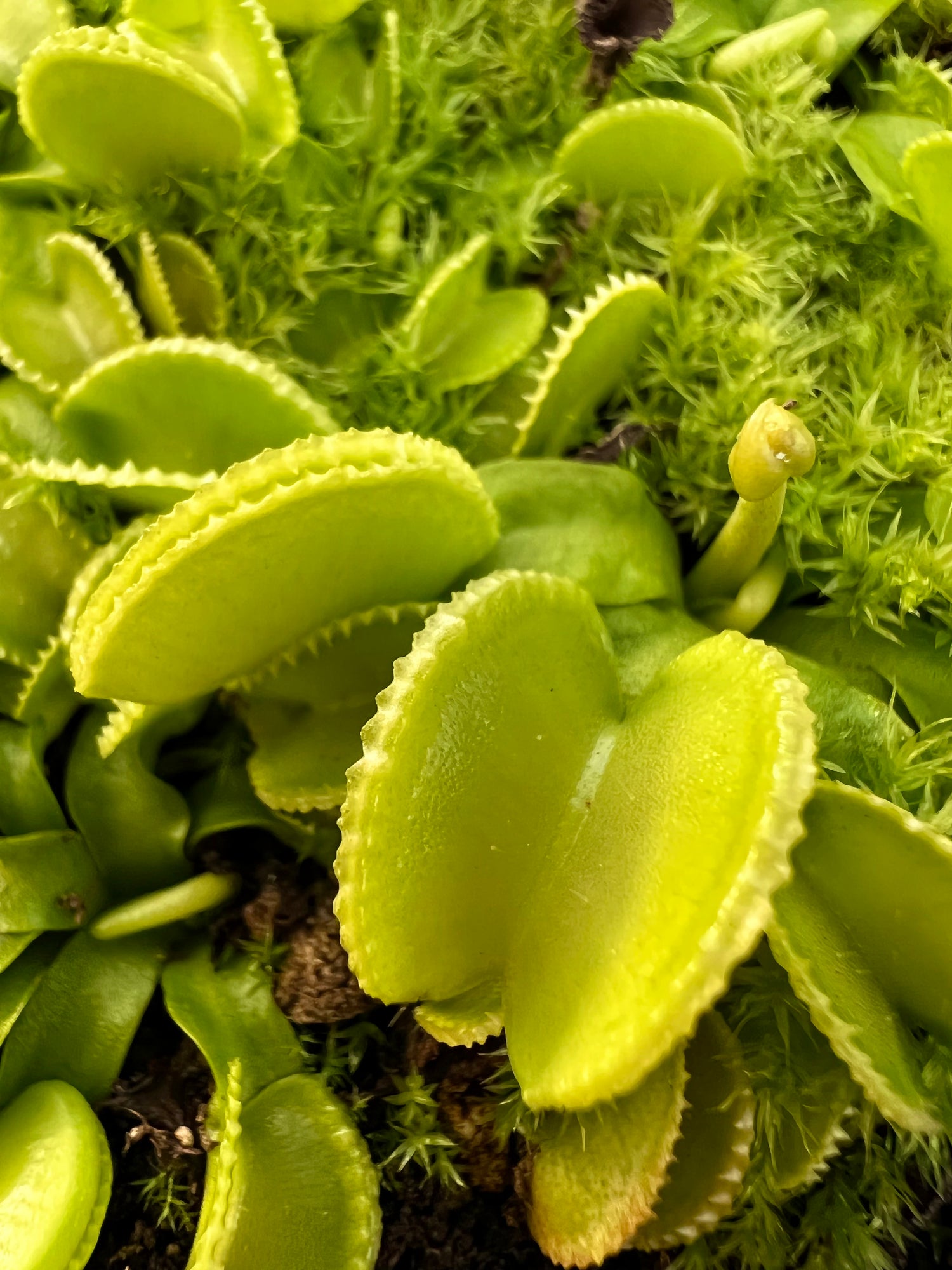 Dionaea m. 'Green Wizard' Potted