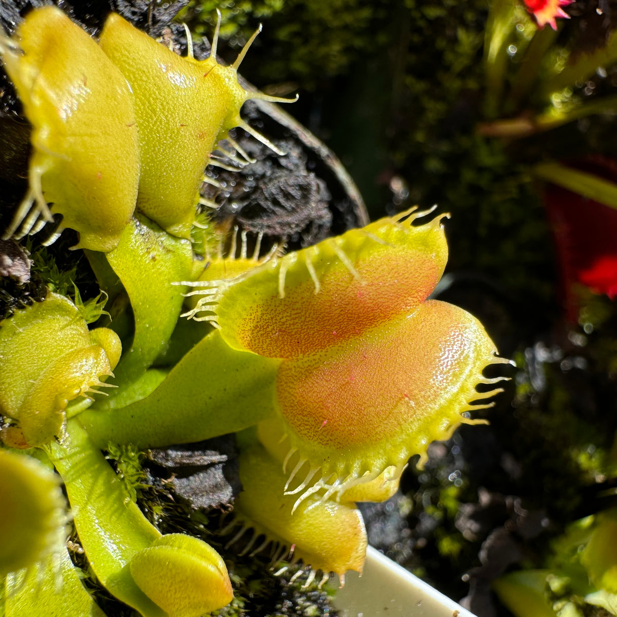 Dionaea m. 'Angelwings' Potted