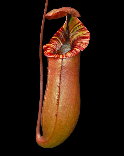 Nepenthes sibuyanensis x (veitchii x lowii ) selected clone 