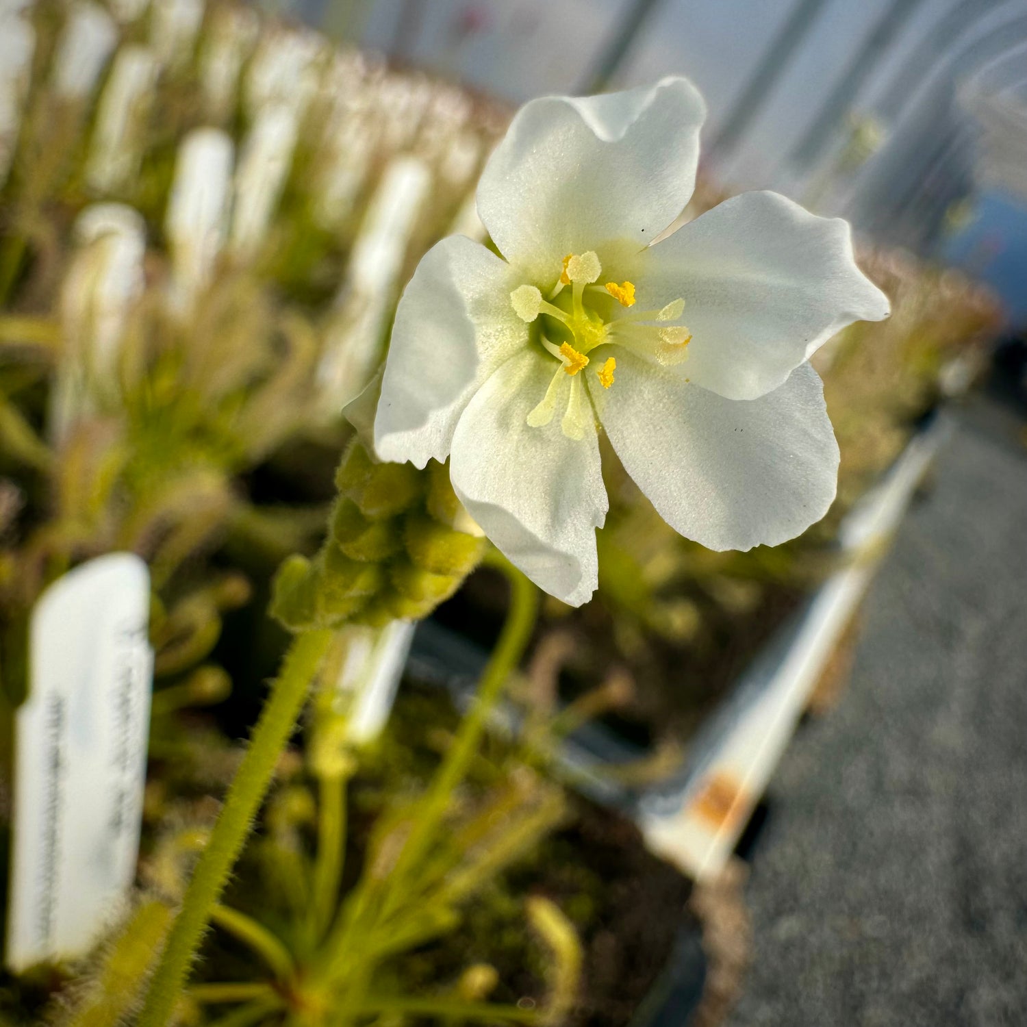 Drosera capensis 'alba narrow leaf' Potted