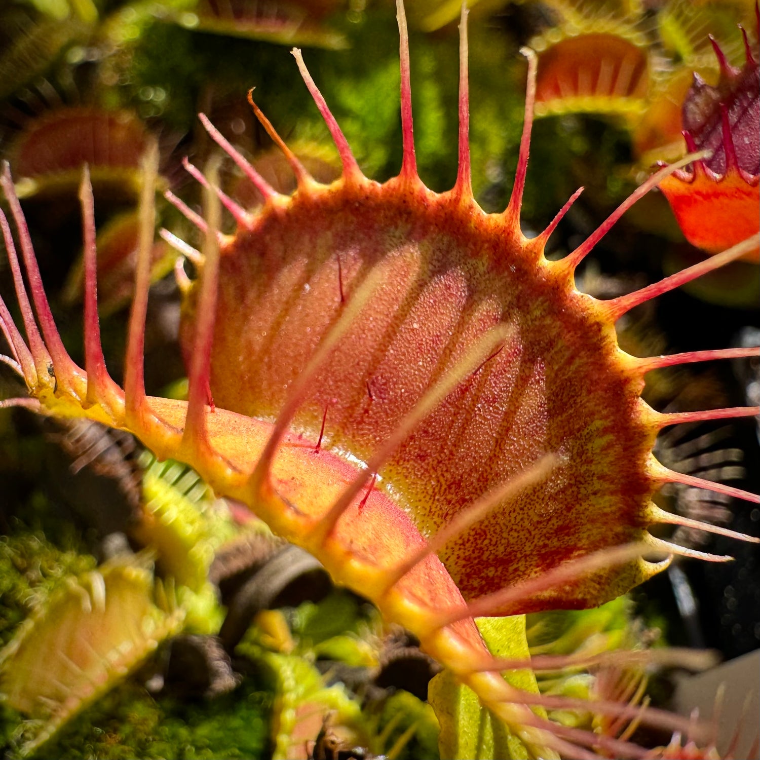 Dionaea m. 'GJ Phalanx' JH Potted