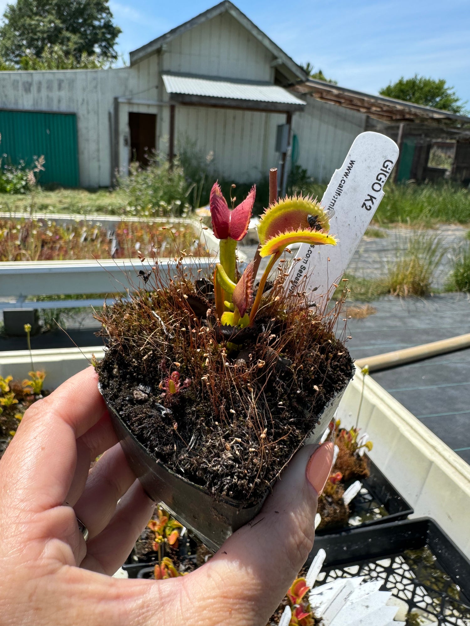 Dionaea m. “Giant Piranha” Potted