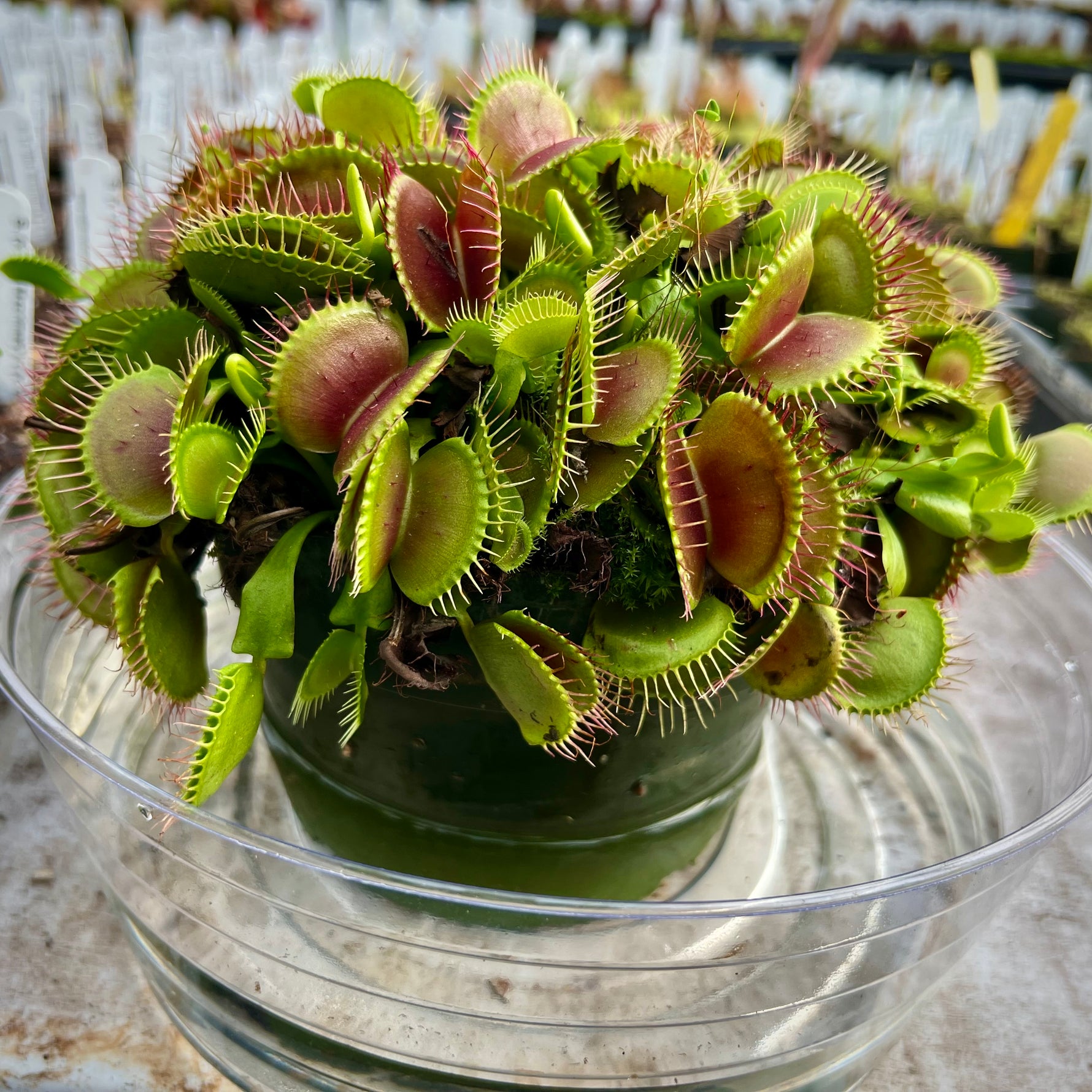 succulent that looks like venus fly trap Dionaea m. B-52 Venus Flytrap