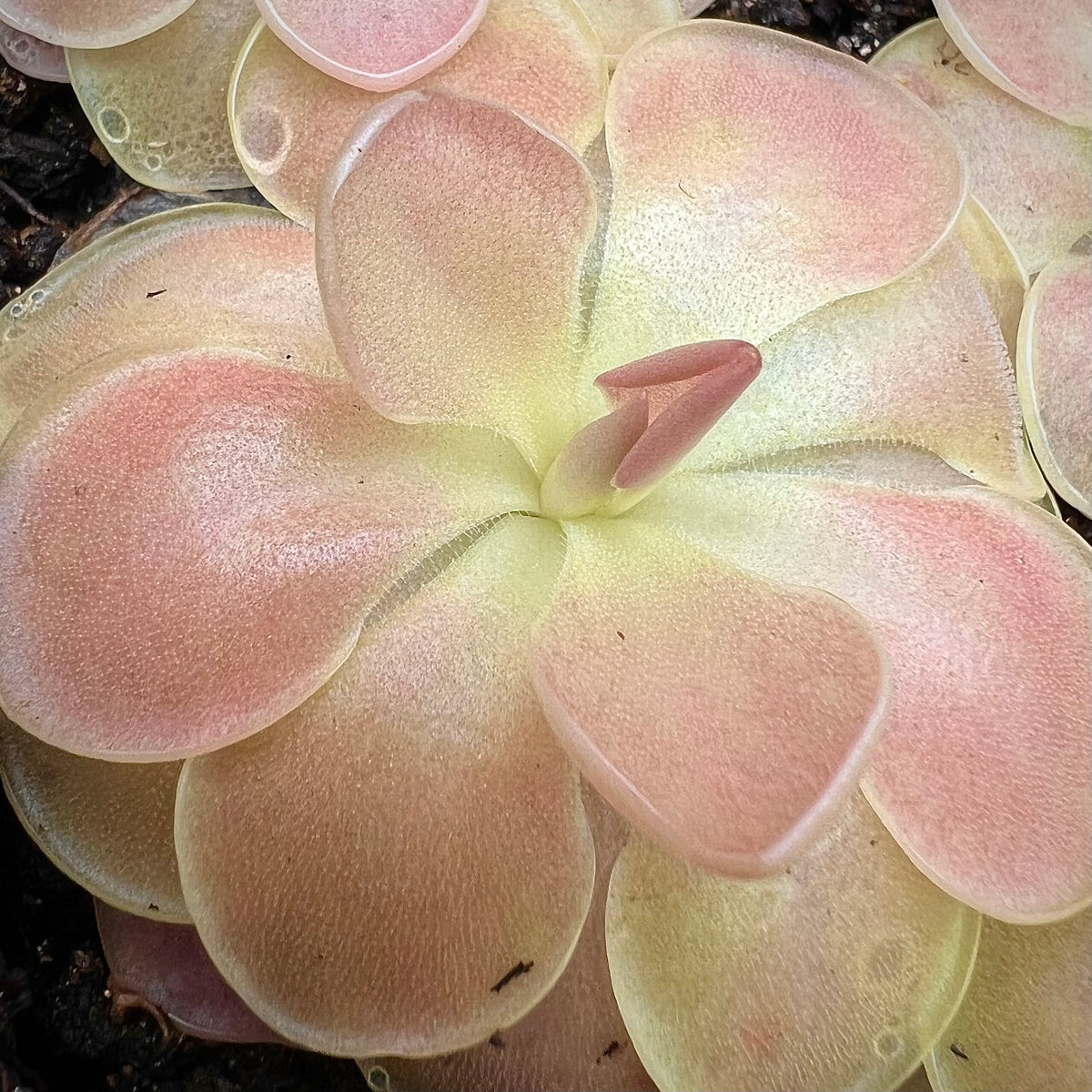 Pinguicula x ‘Kewensis’ BARE ROOT