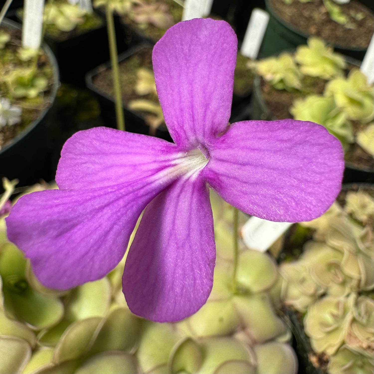 Pinguicula moranensis x ( moranensis x cyclosecta ) BARE ROOT