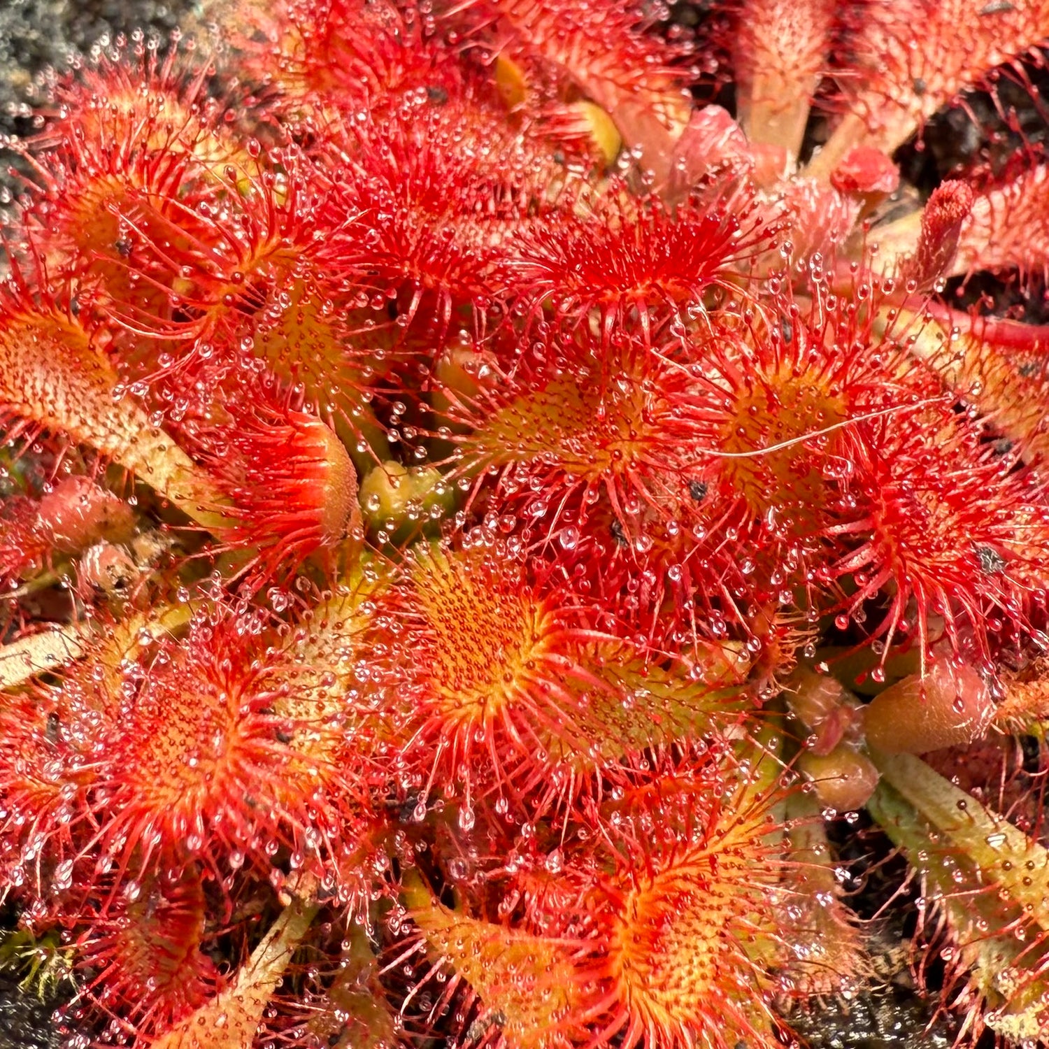 Drosera spatulata var. lovellae Potted