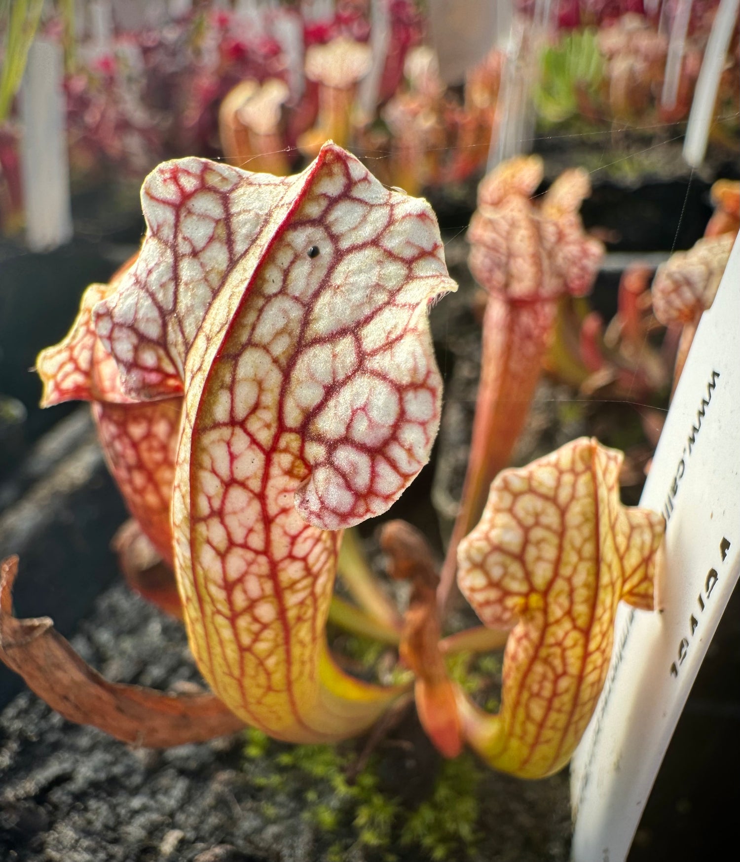 Sarracenia x ‘Velvet’ Potted