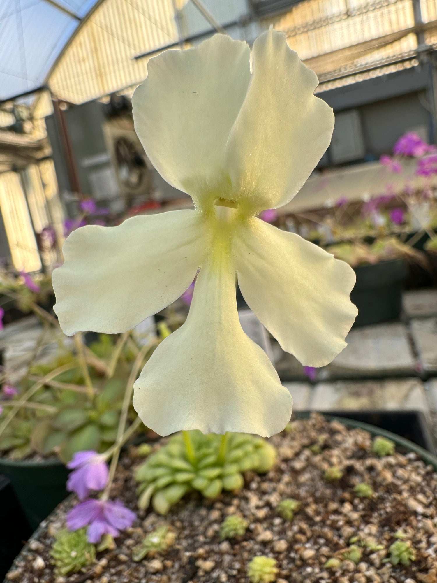 Pinguicula "BCP Golden Eye" BARE ROOT