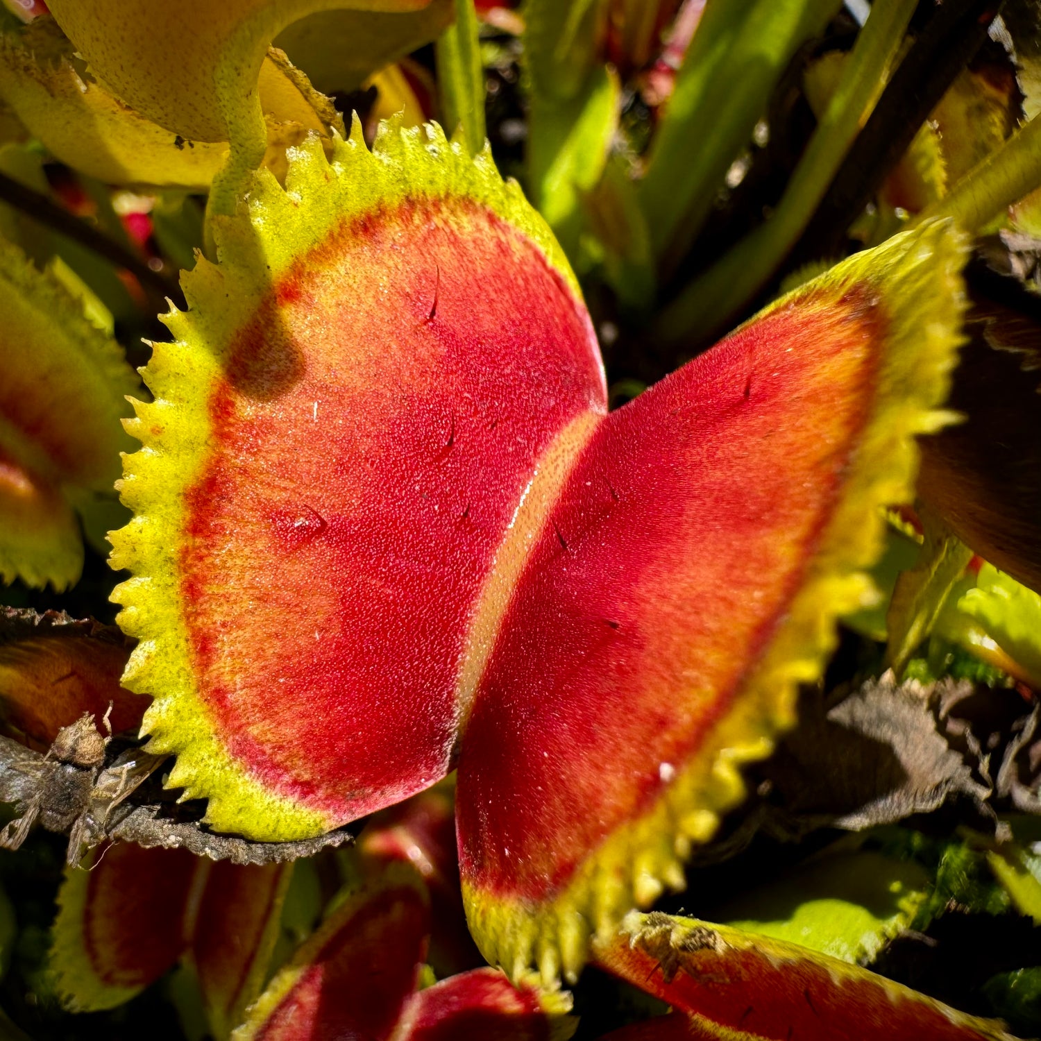 Dionaea m. "021 Carnivoria" Potted