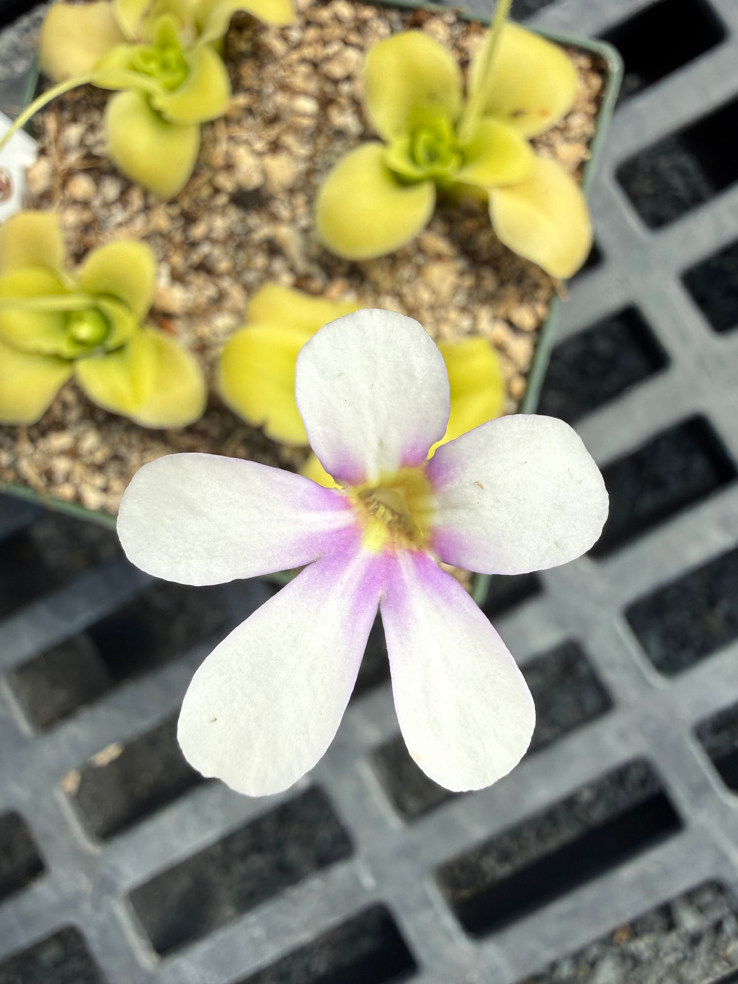 Pinguicula x “Large Marge” BARE ROOT