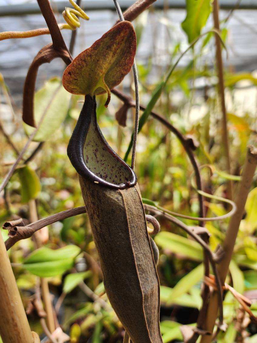 Nepenthes lingulata CalCarn Seed-Grown Potted