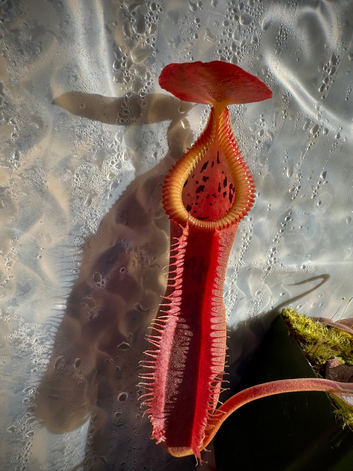 Nepenthes spathulata x edwardsiana “Giant” CalCarn Seed-Grown Potted