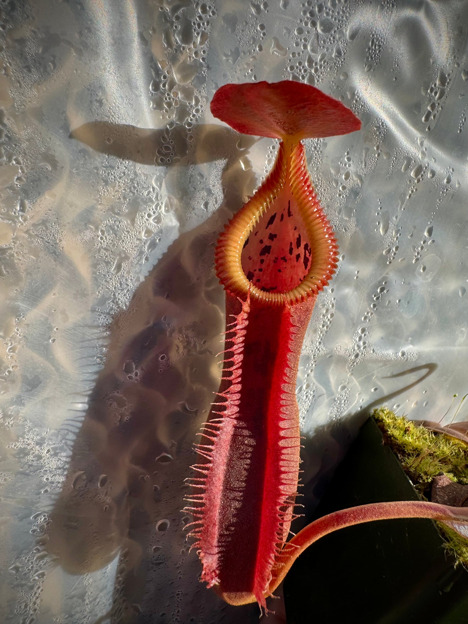 Nepenthes spathulata x edwardsiana “Giant” CalCarn Seed-Grown Potted