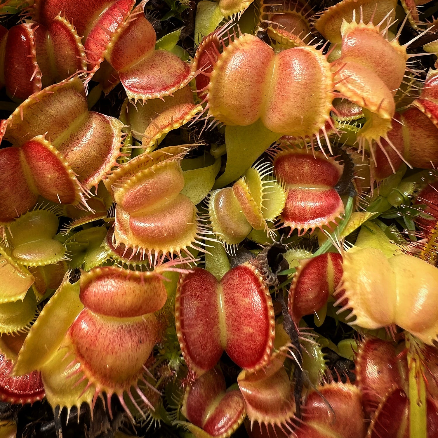 Dionaea m. 'Moon Trap' JH Potted
