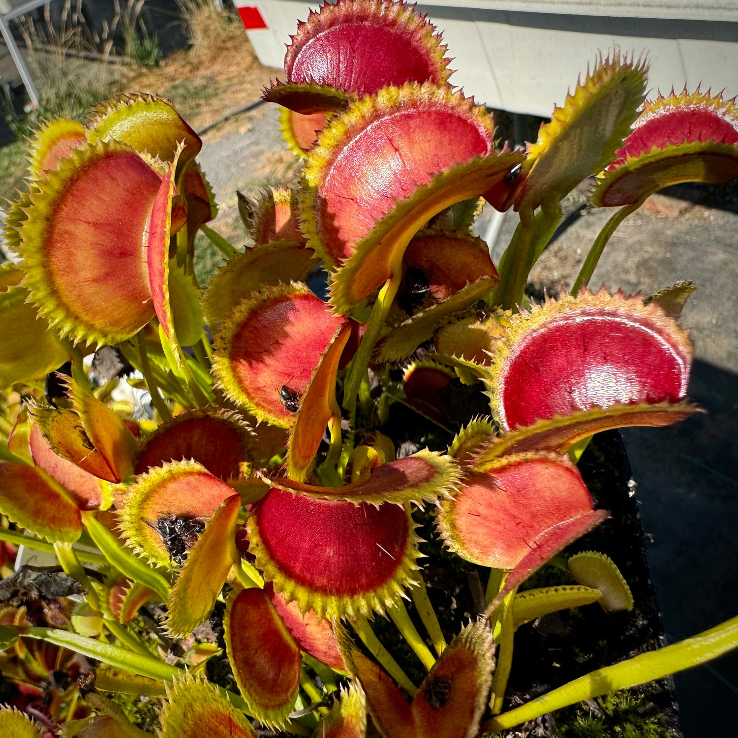 Dionaea m. "003 Carniplants" Potted