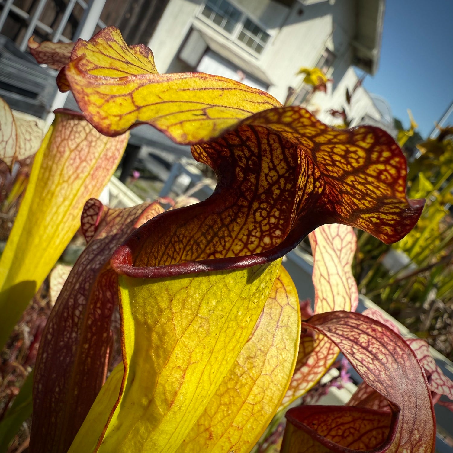 Sarracenia ( ‘Leah Wilkerson’ ) x minor “Giant CC” Potted