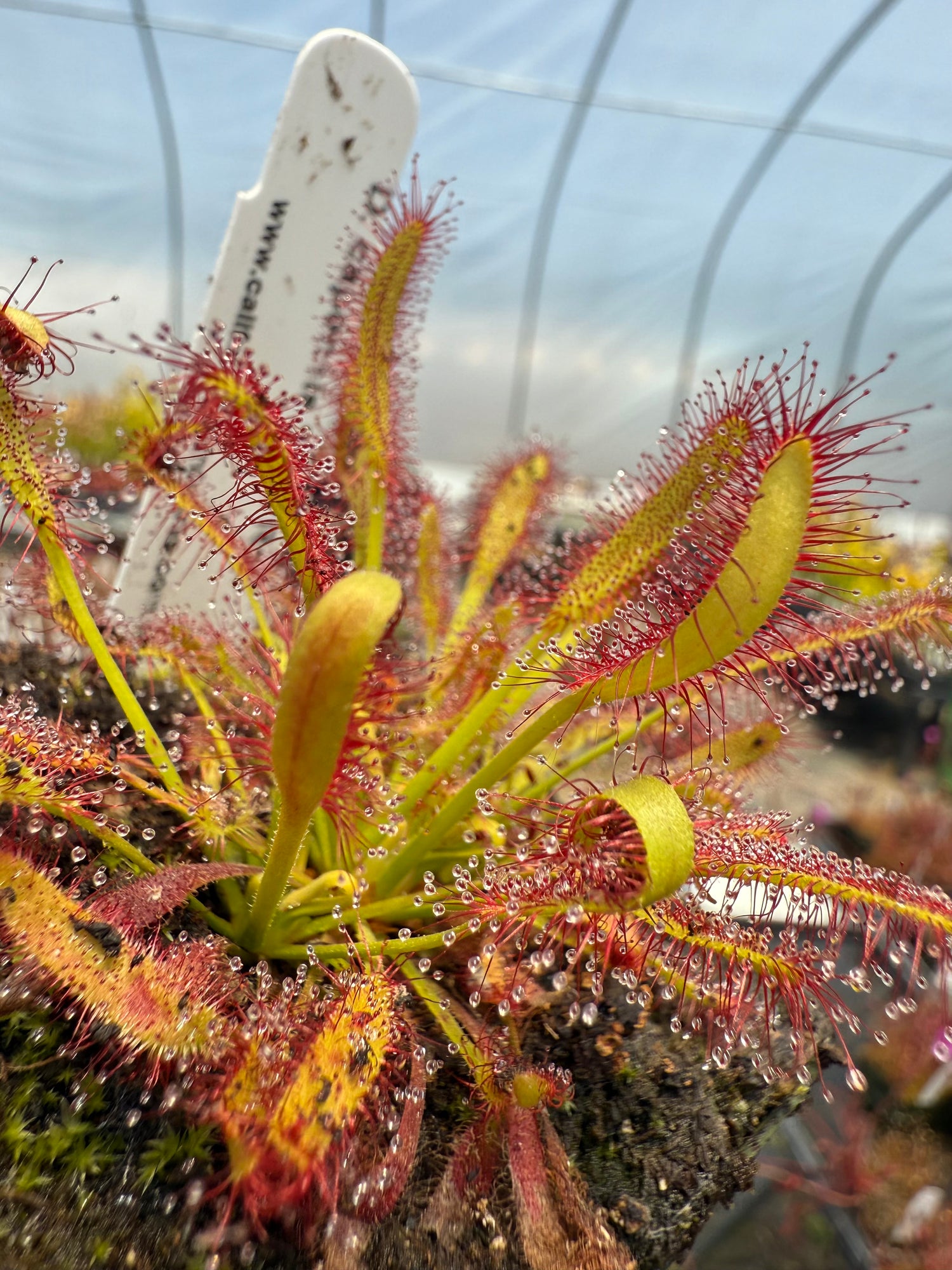 Drosera capensis “Mini Red” Potted