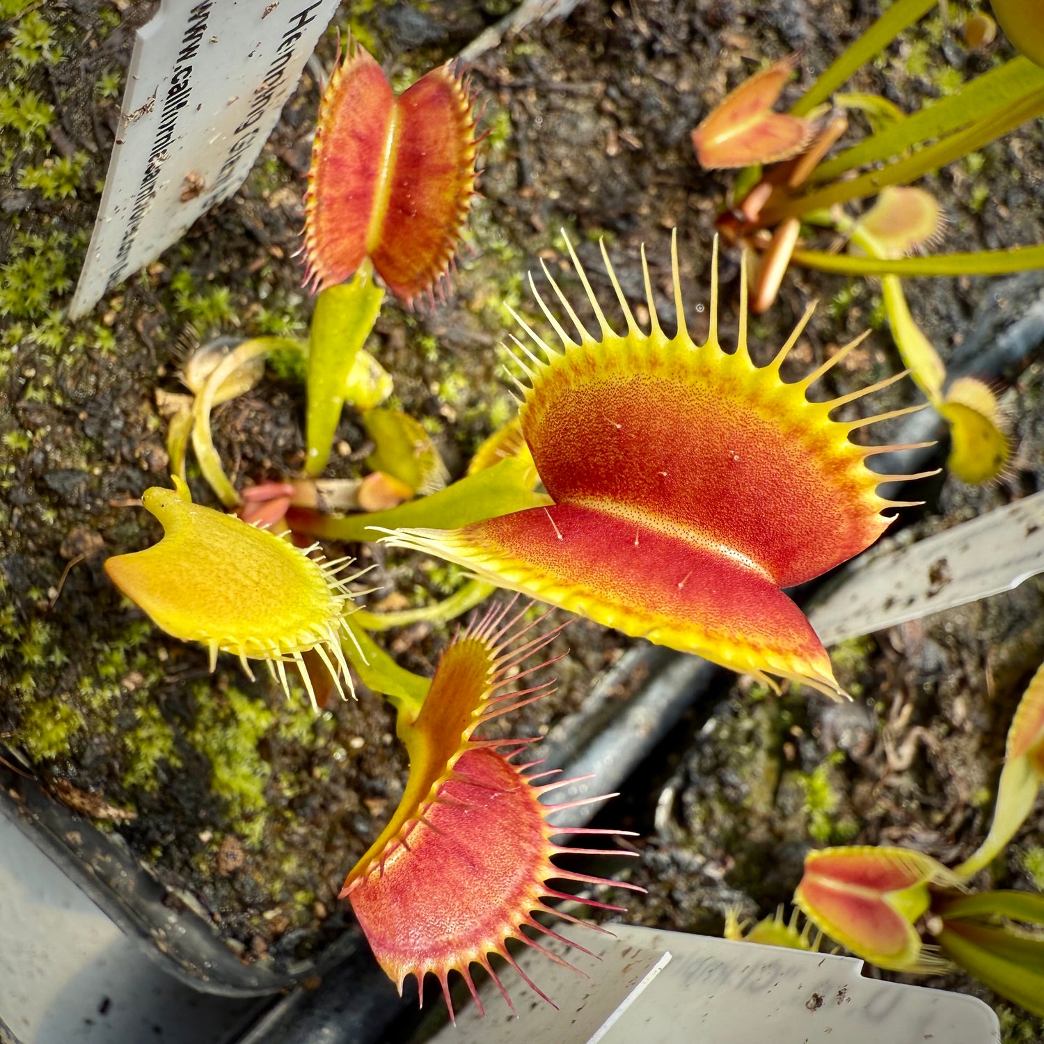 Dionaea m. “Hennings Giant B12” JH Potted
