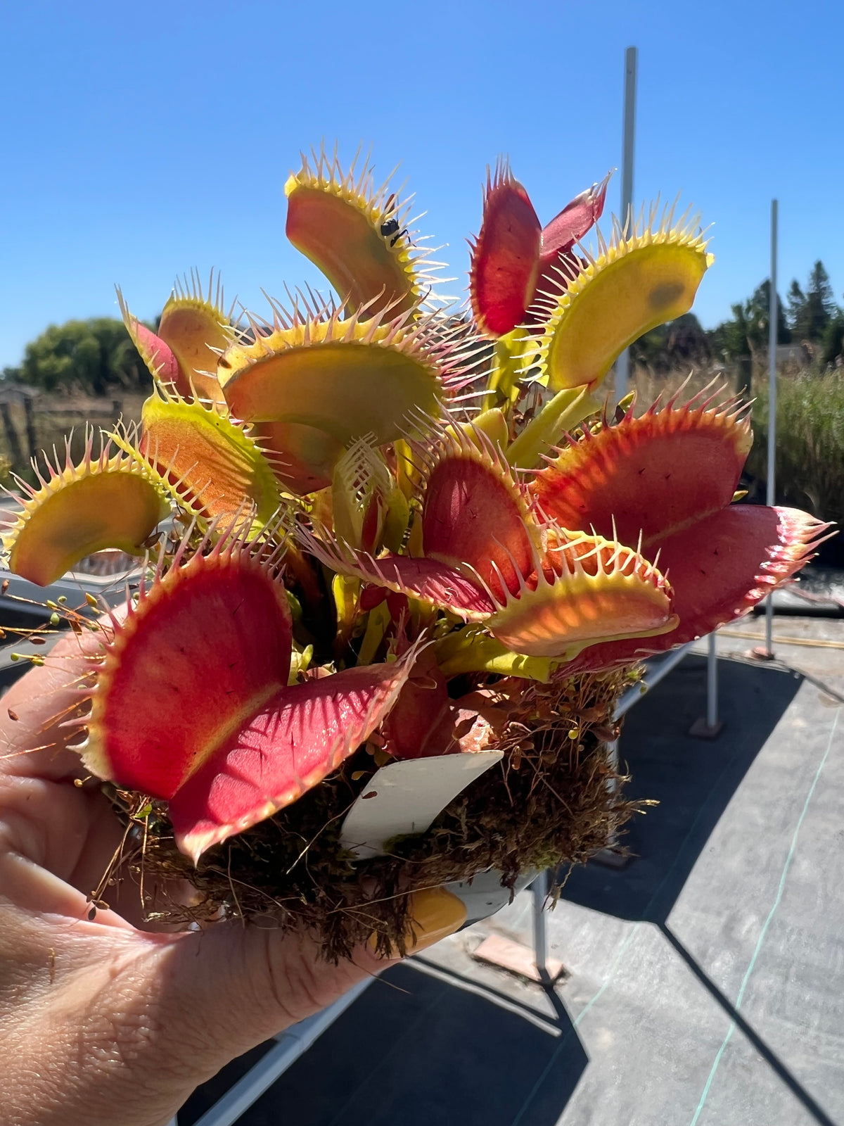 Dionaea m. “Jersey Devil” Potted