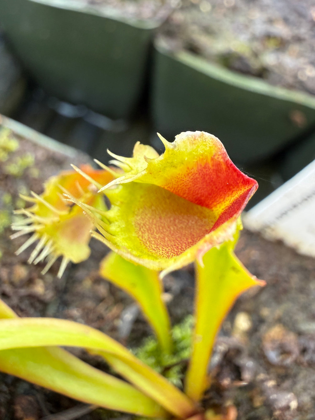 Dionaea m. ‘Phyllopterix’ Potted