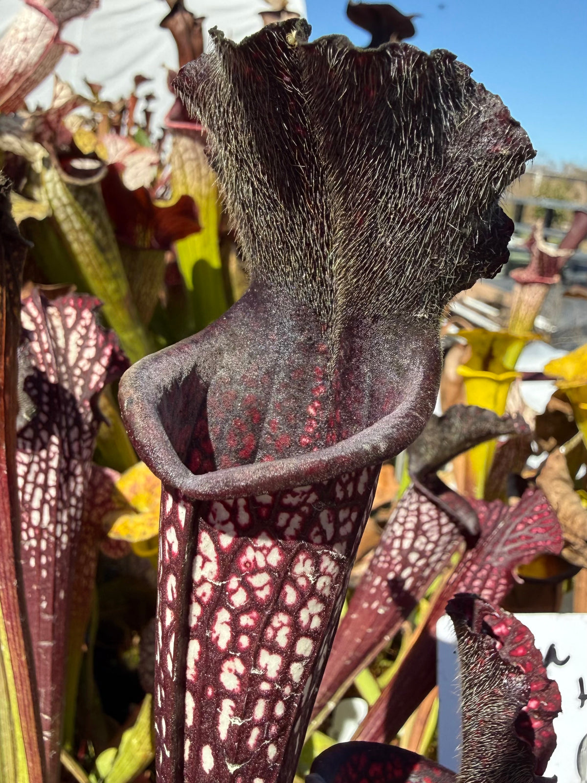 Sarracenia leucophylla ‘Black Sheer’ Potted