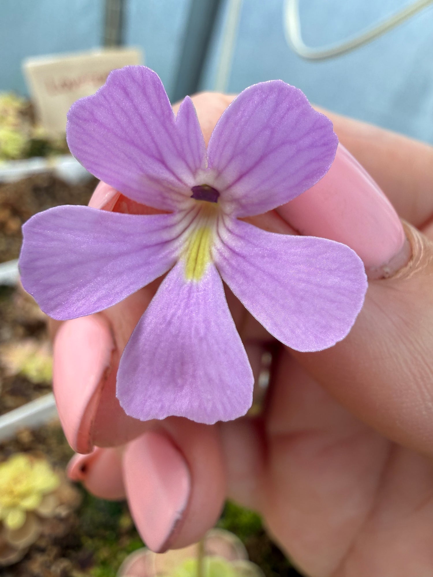 Pinguicula x “Sweetart” BARE ROOT