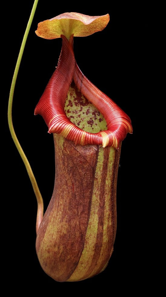Nepenthes robcantleyi x ventricosa Potted
