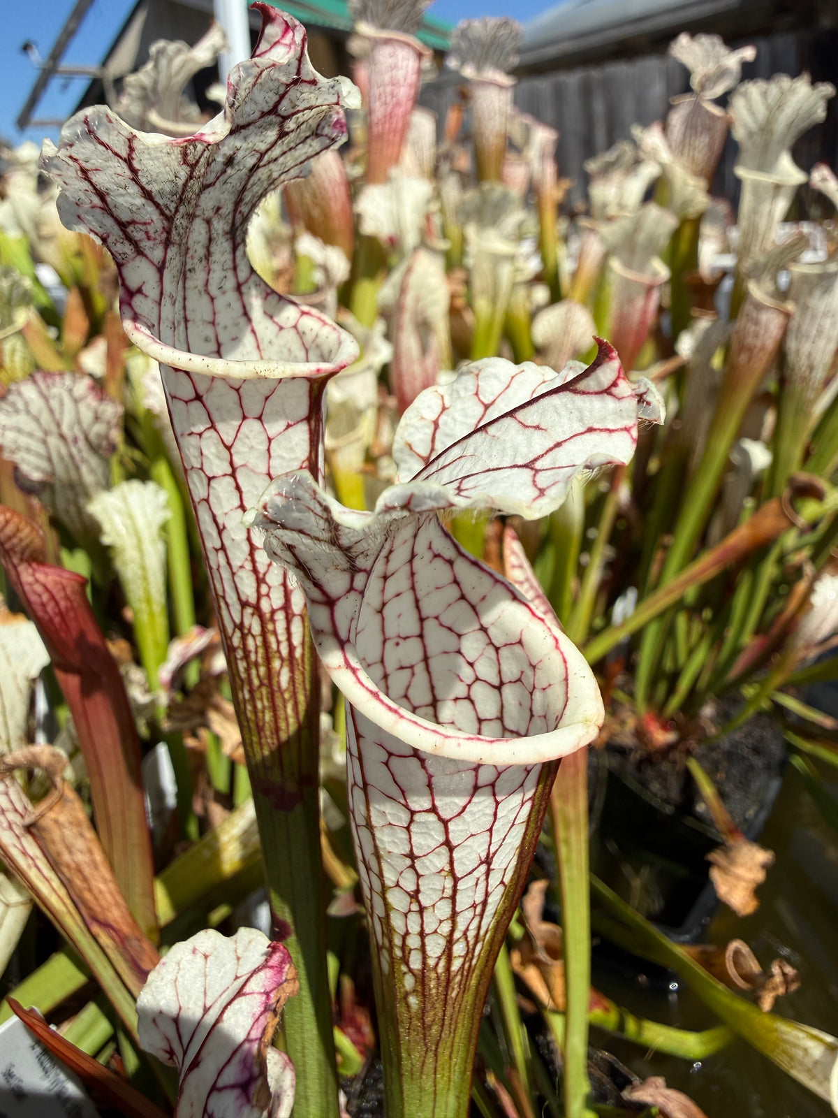 Sarracenia leucophylla var alba seed-grown Potted