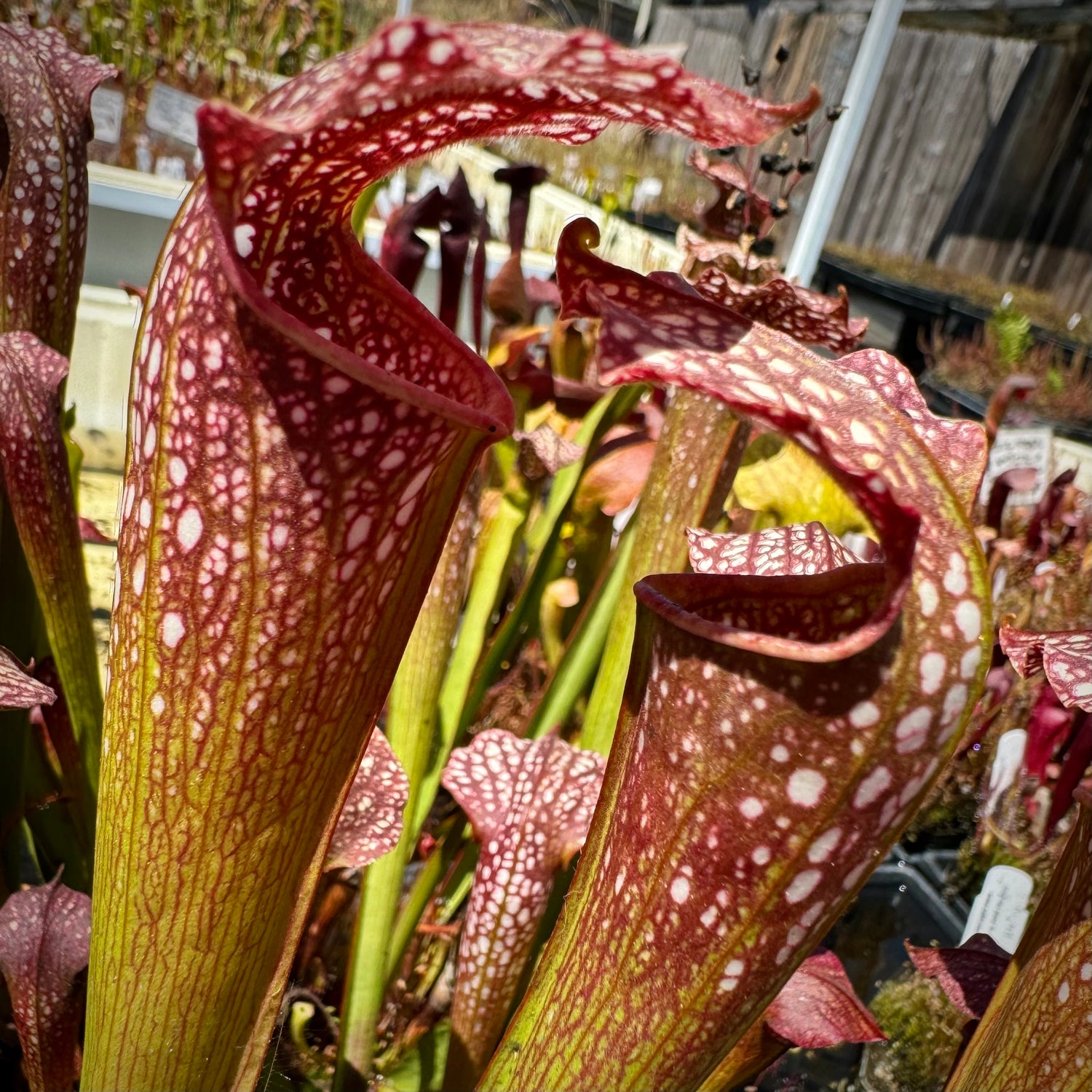 Sarracenia leucophylla “red” x minor ‘Giant’ Potted
