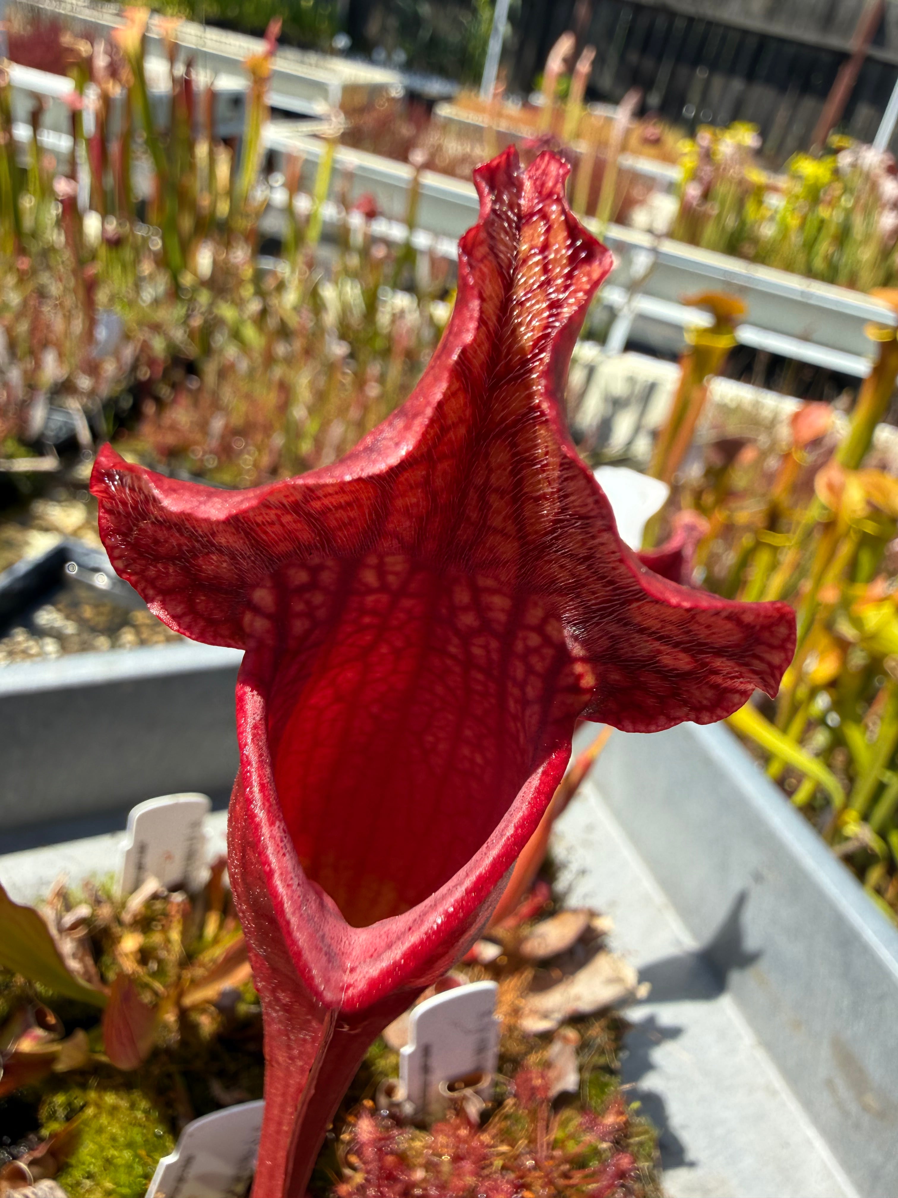 Sarracenia ( x mitchelliana “Dark Burgundy” ) x ( x 'Simone' ) Potted