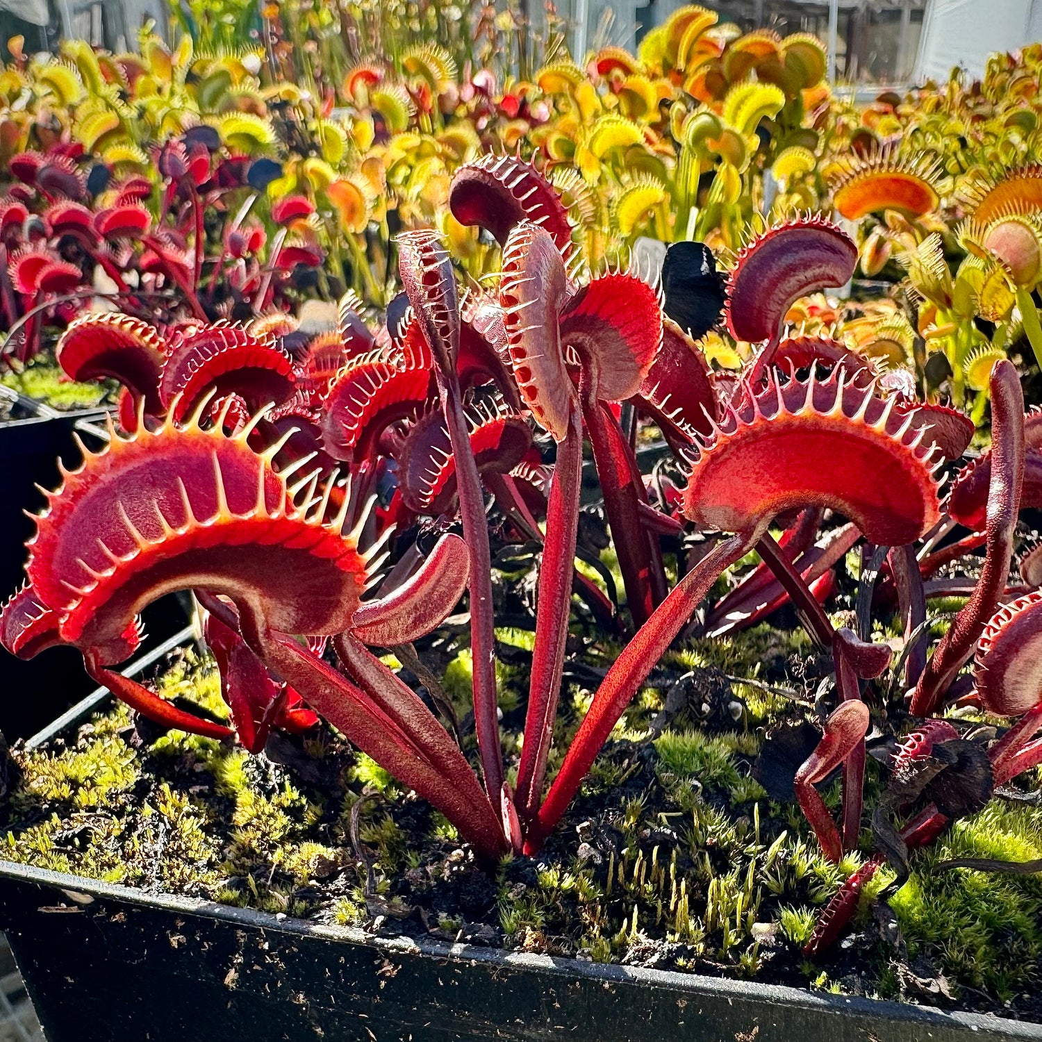 Dionaea m. 'Clayton's Red Sunset' Potted