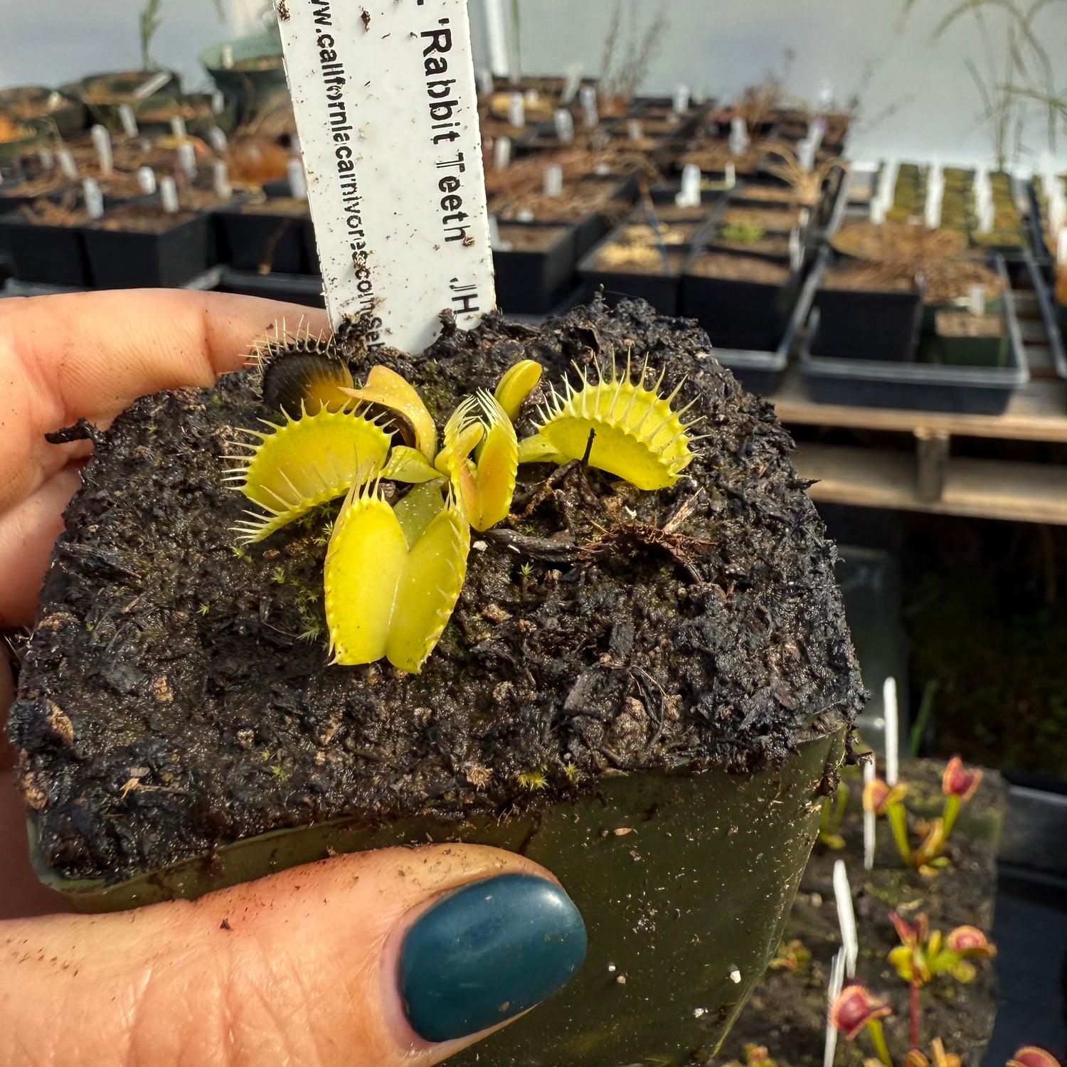 Dionaea m. ‘Rabbit Teeth’ JH Potted