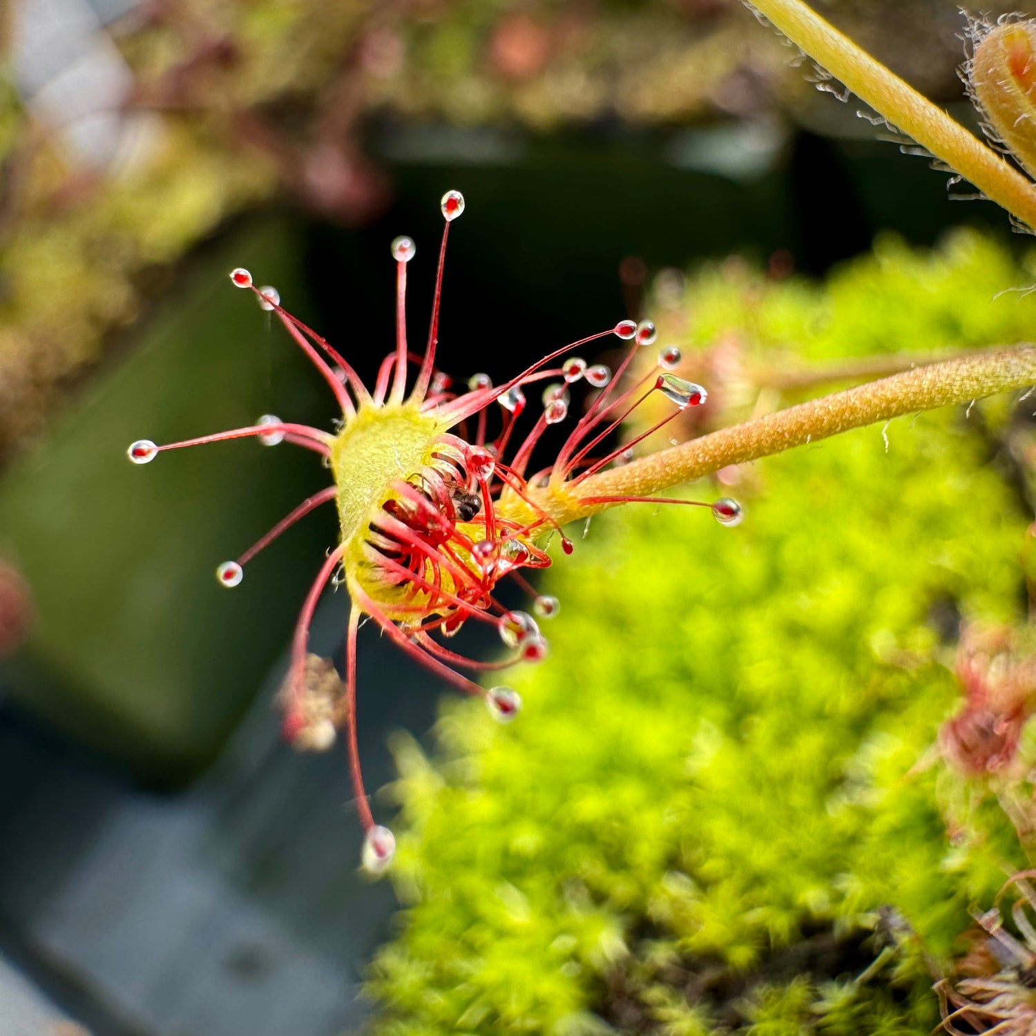 Drosera madagascariensis Potted