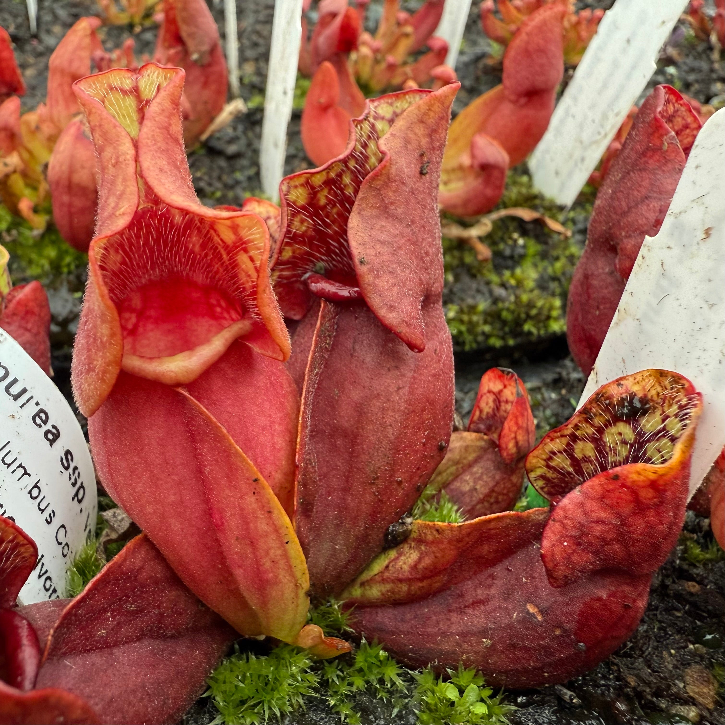 Sarracenia purpurea ssp. venosa “Old Dock, Columbus Co, NC” Potted