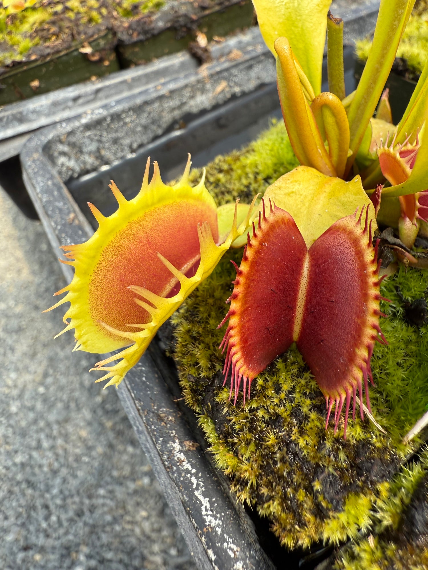 Dionaea m. ‘Predator’ JH Potted
