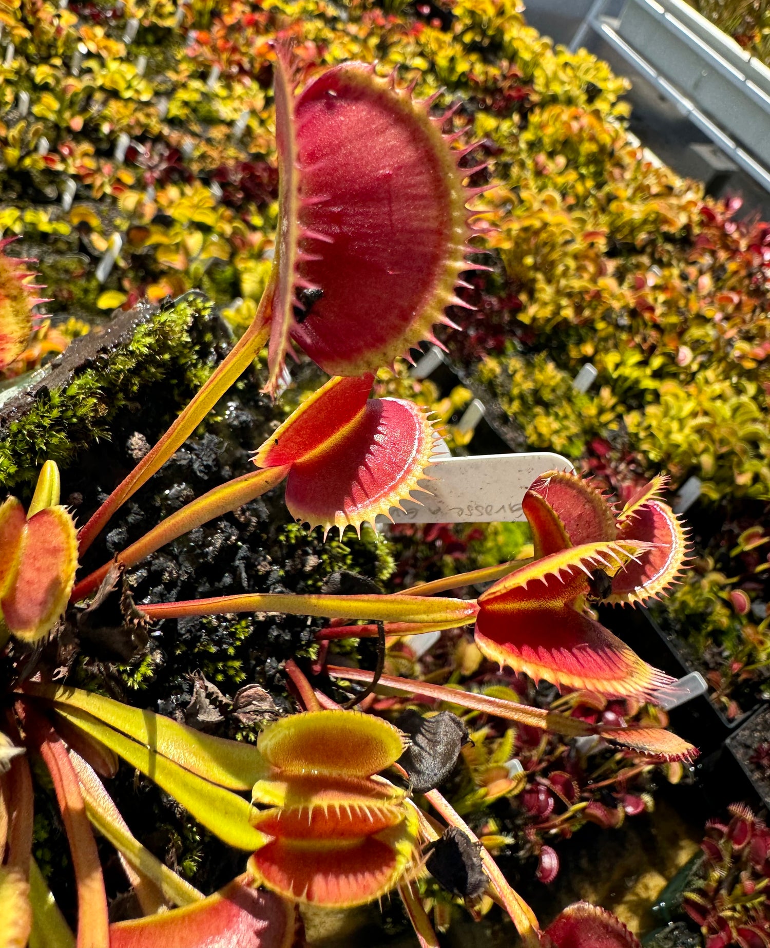 Dionaea m. 'La Grosse a Guigui' JH Potted