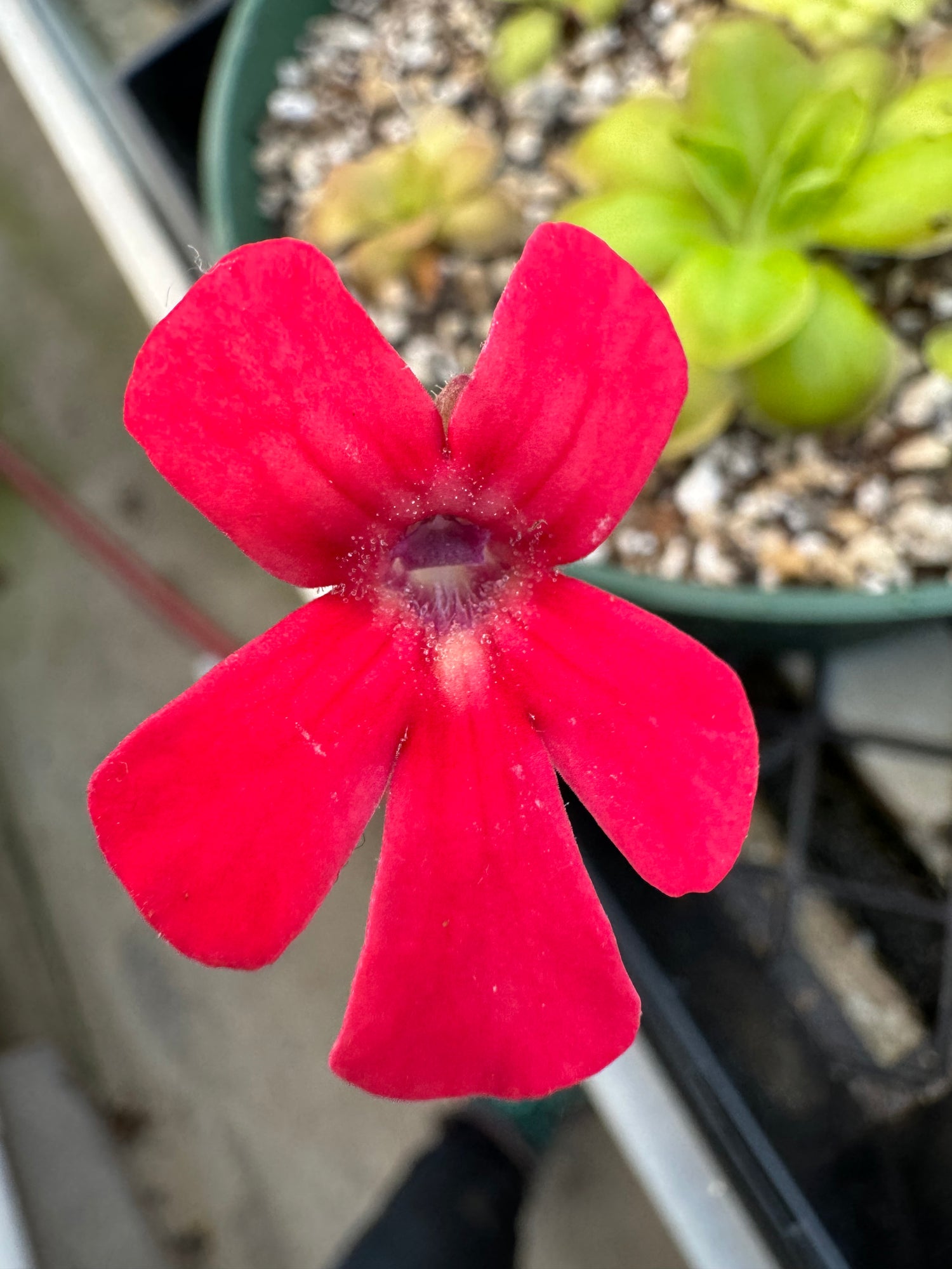 Pinguicula laueana BARE ROOT