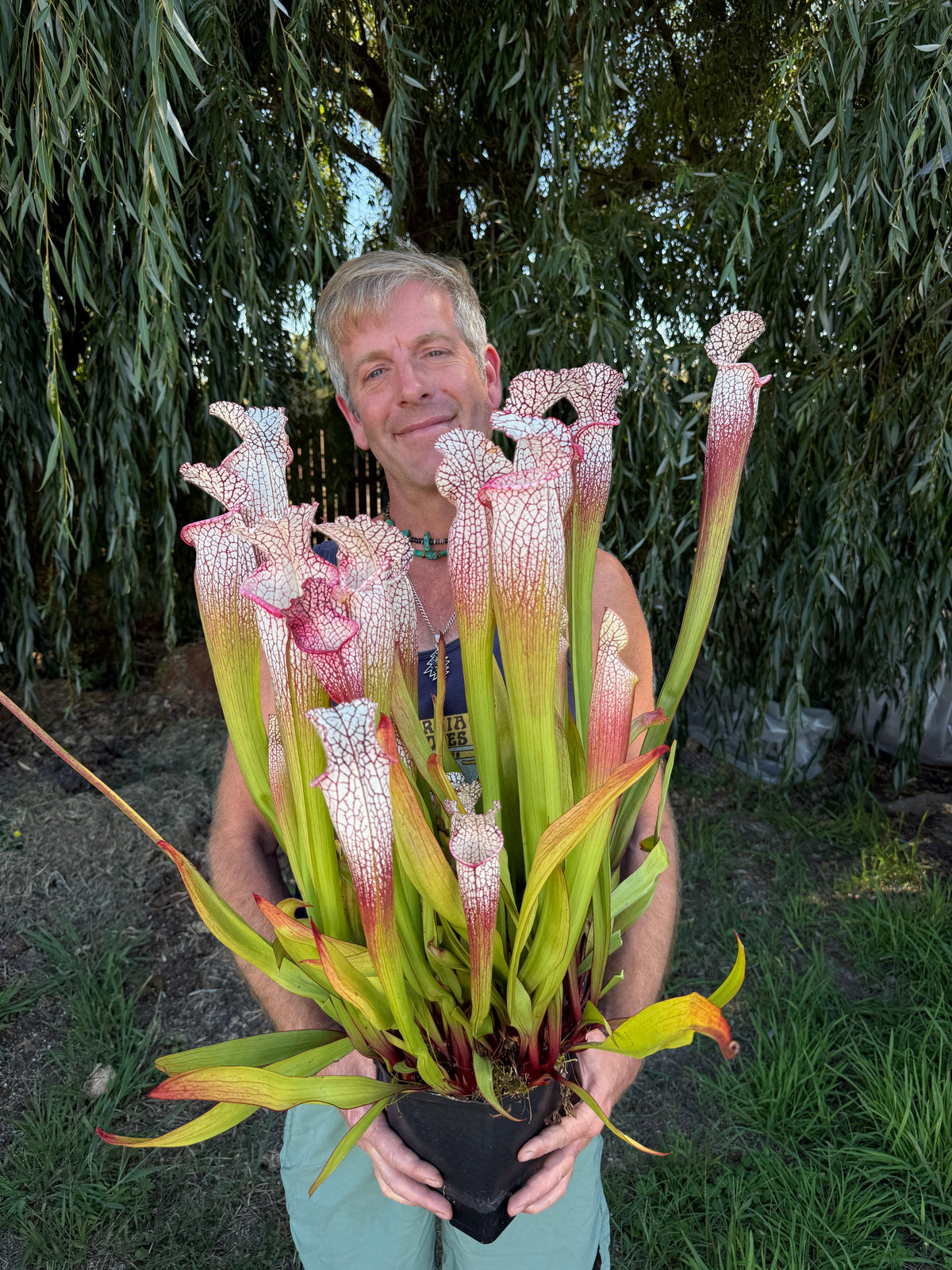 Sarracenia leucophylla ‘Calen’s Super’ Potted