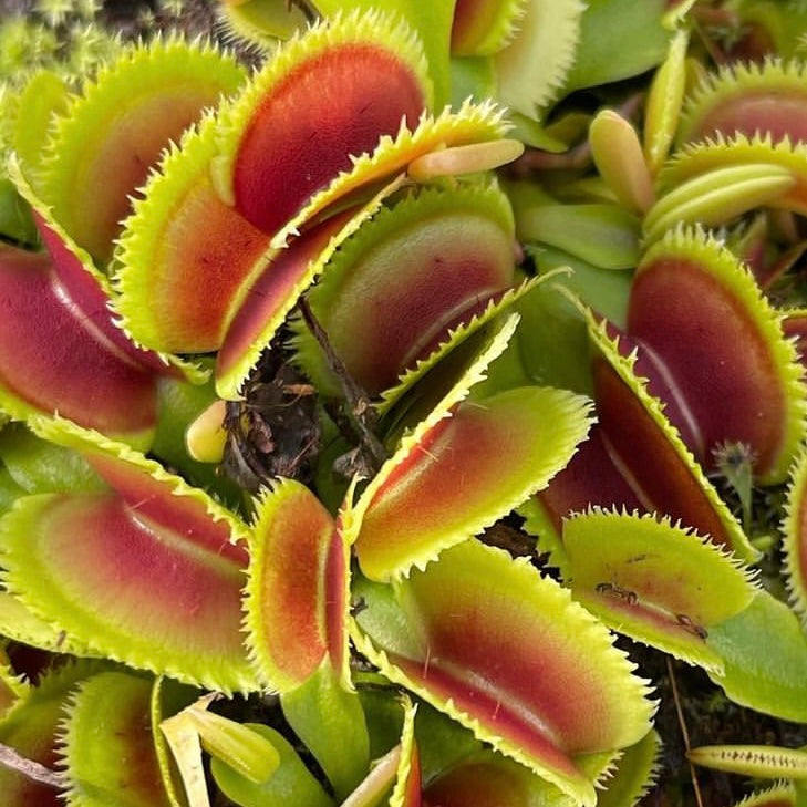 Dionaea m. 'Bristle Tooth' JH Potted