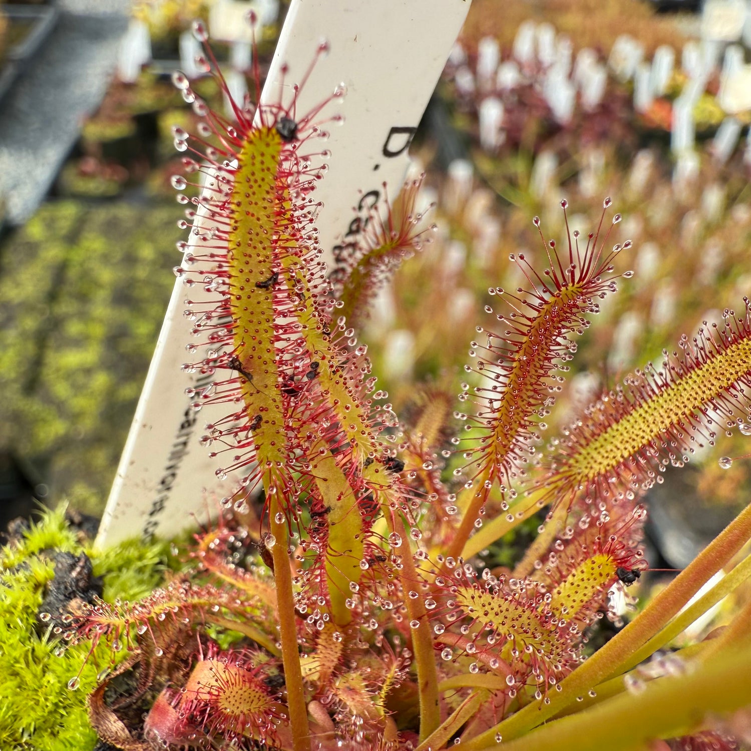 Drosera capensis ‘Big Pink’ Potted
