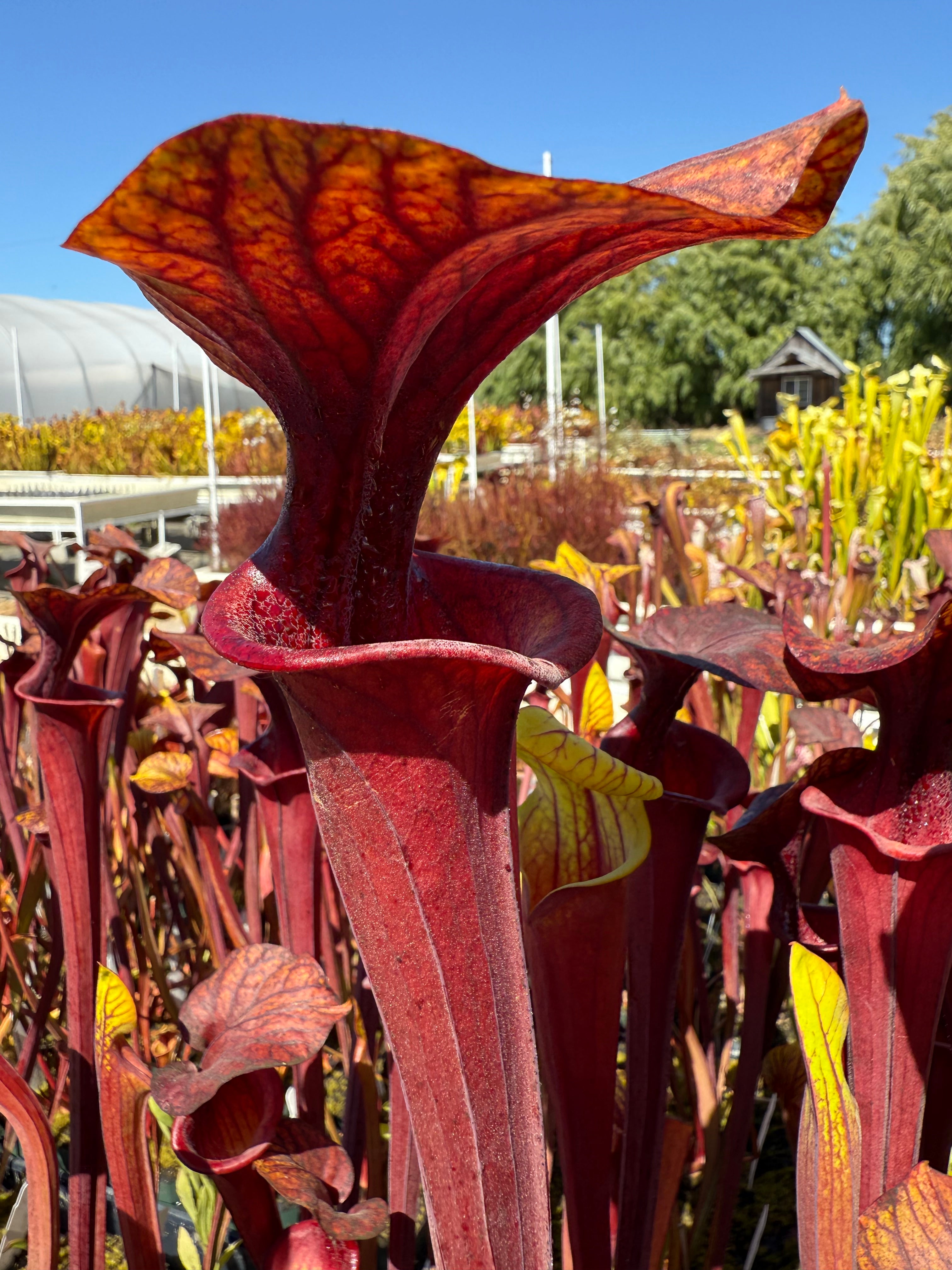 California Carnivores Sarracenia flava