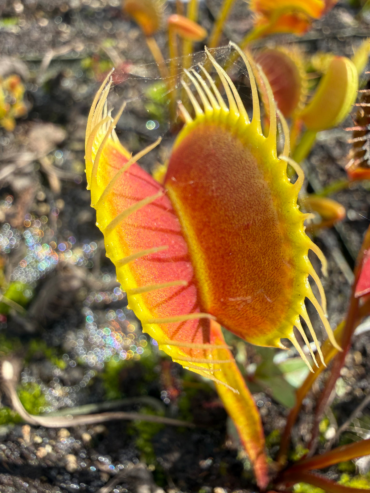 Dionaea m. “Trixie Mattel” Potted