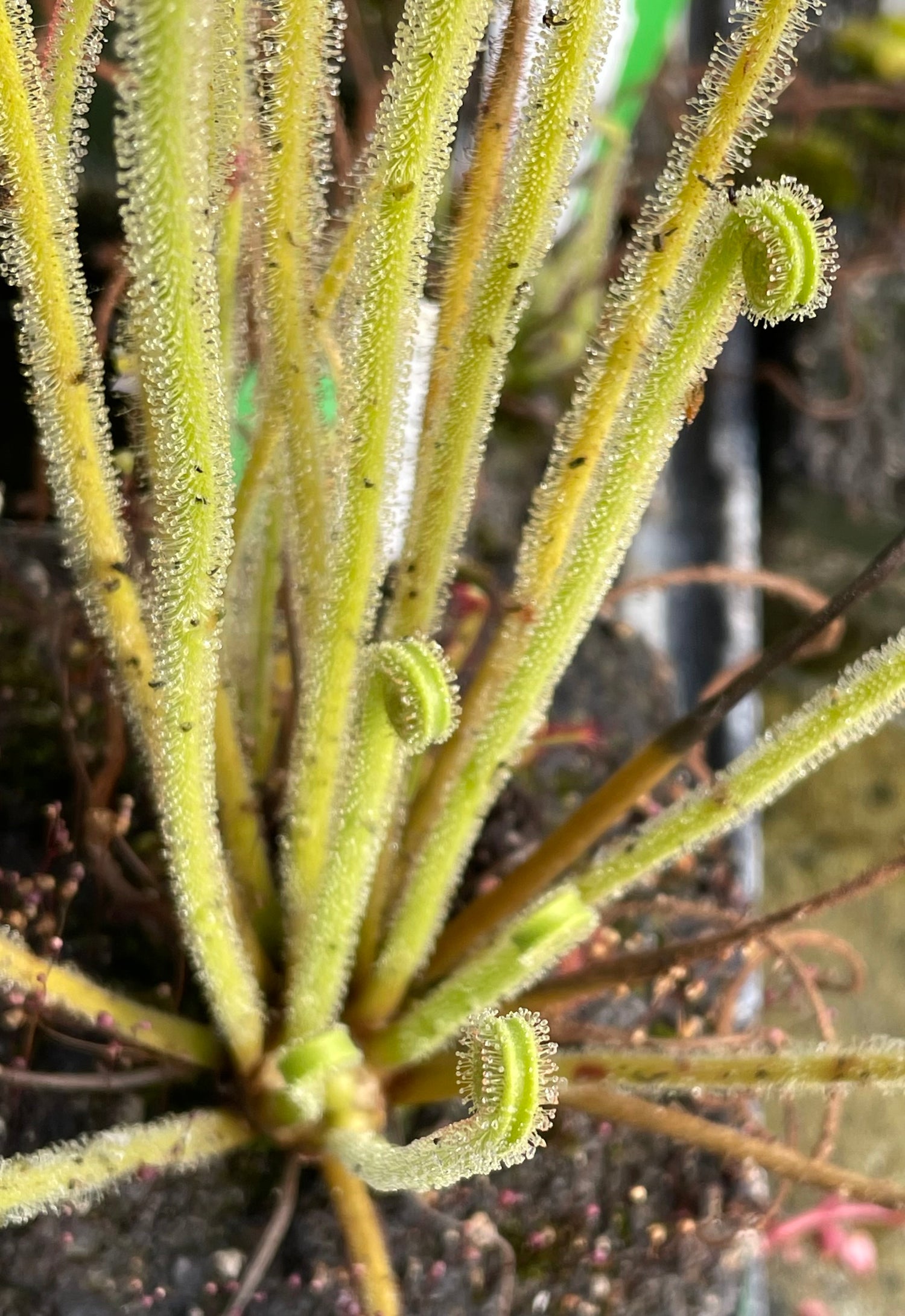 Drosera tracyi "Brooks Co, GA" Potted