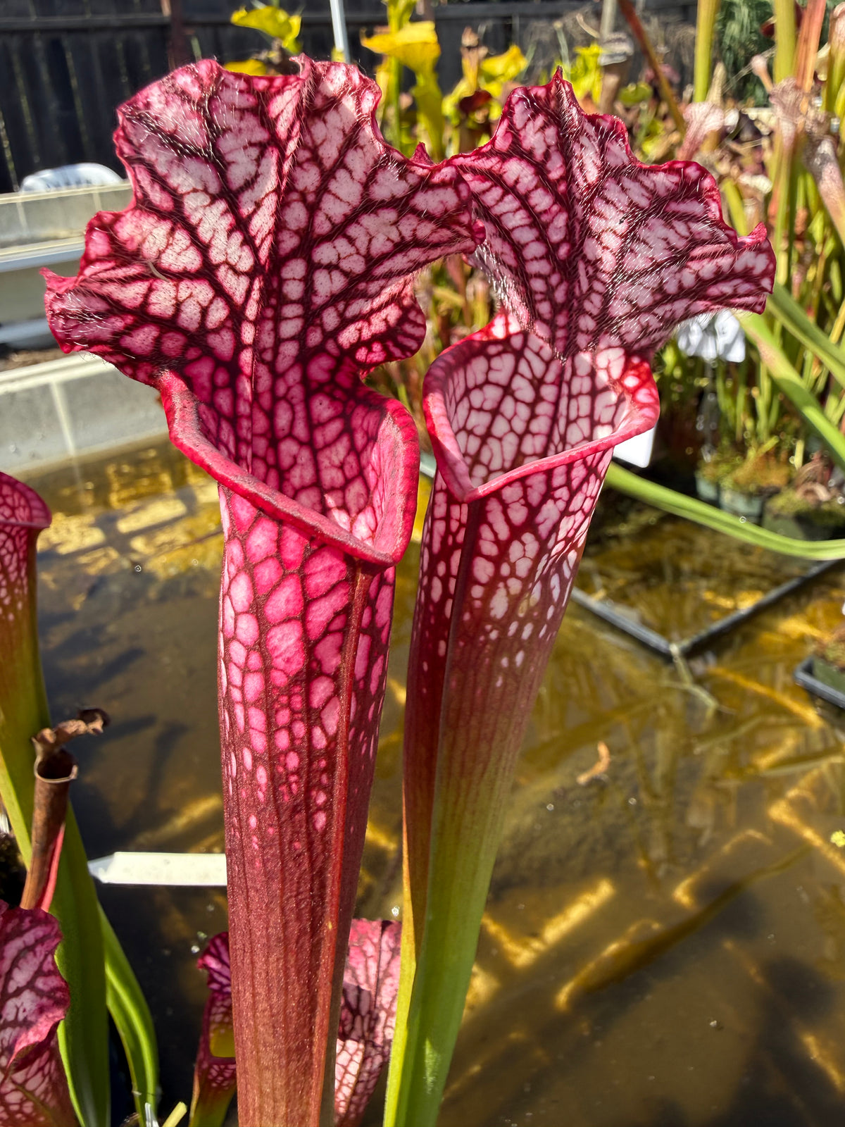 Sarracenia leucophylla "Neon Pink, Baldwin Co, AL" Potted