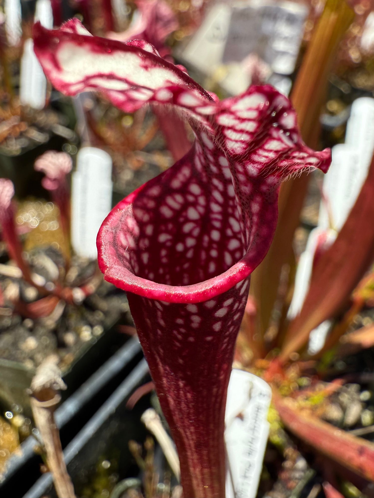Sarracenia leucophylla ‘Pink Lady’ x ( x ‘Ellie Wang’ ) Potted